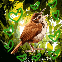 Collage-style image of a wren.